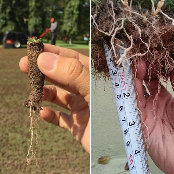 Enhance Root Growth with Green Stout